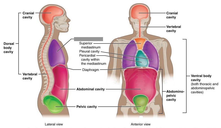 Lateral and anterior views of the human body cavities, with the thoracic cavity's label hidden behind a grey box